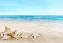 Landschap met schelpen op tropisch strand_23867413_ds